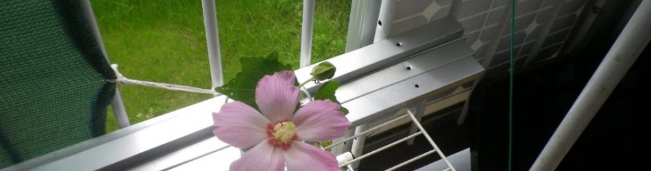 picture sample